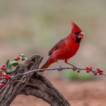 interesting_facts_about_cardinal_birds3
