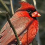 interesting_facts_about_cardinal_birds4
