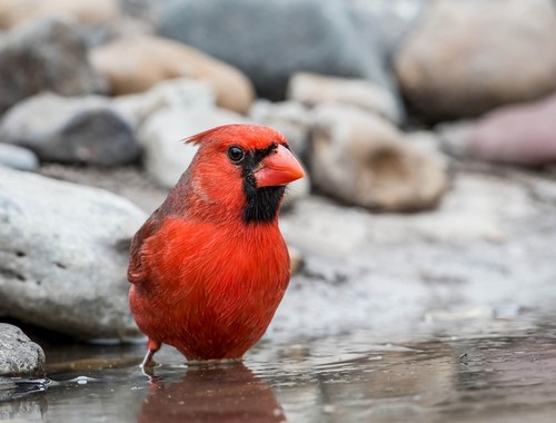 interesting_facts_about_cardinal_birds5