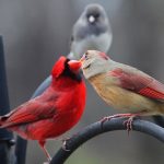 interesting_facts_about_cardinal_birds6