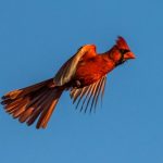 interesting_facts_about_cardinal_birds7