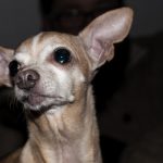 interesting_facts_about_chihuahua7