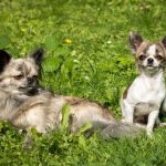 interesting_facts_about_dog_breeds4
