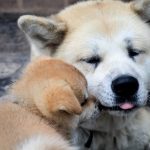 interesting_facts_about_dog_breeds5