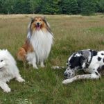 interesting_facts_about_dog_breeds7