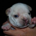 interesting_facts_about_french_bulldogs1