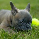 interesting_facts_about_french_bulldogs2