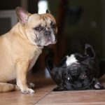 interesting_facts_about_french_bulldogs3