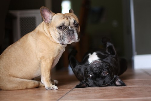 French bulldogs habitat, size, species and diet with