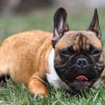 interesting_facts_about_french_bulldogs7