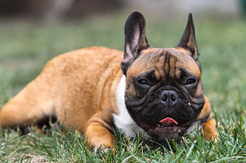 interesting_facts_about_french_bulldogs7