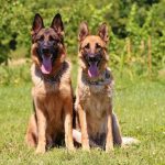 interesting_facts_about_german_shepherd2