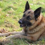 interesting_facts_about_german_shepherd4