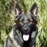 interesting_facts_about_german_shepherd5