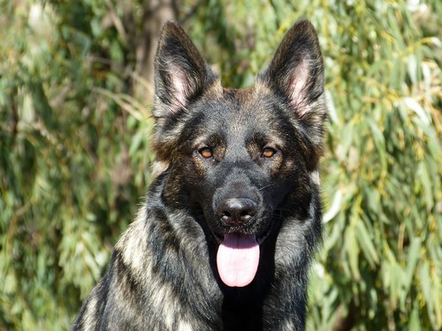 interesting_facts_about_german_shepherd5