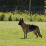 interesting_facts_about_german_shepherd6