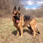interesting_facts_about_german_shepherd7