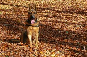 interesting_facts_about_german_shepherd8