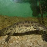 interesting_facts_about_newt_vs_salamander1