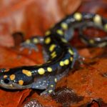 interesting_facts_about_newt_vs_salamander2