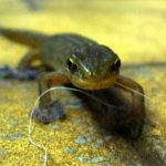 interesting_facts_about_newt_vs_salamander3