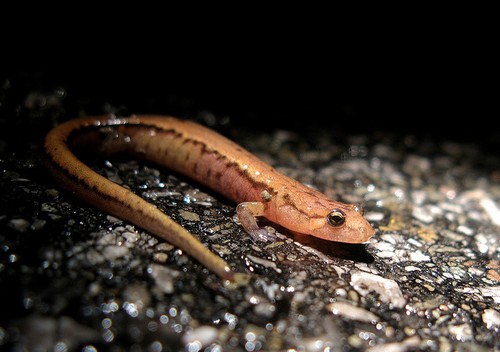 interesting_facts_about_newt_vs_salamander4