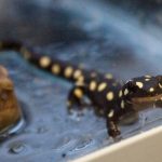 interesting_facts_about_newt_vs_salamander5