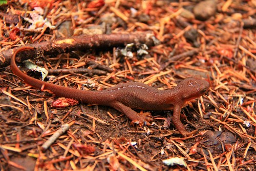 interesting_facts_about_newt_vs_salamander6