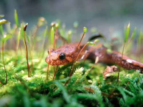 interesting_facts_about_newt_vs_salamander7