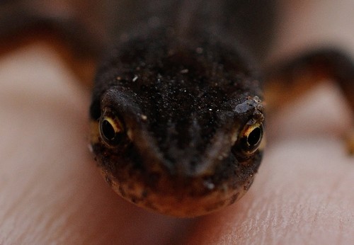 interesting_facts_about_newt_vs_salamander8-ap