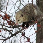 interesting_facts_about_opossum1