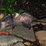 interesting_facts_about_opossum2