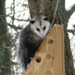 interesting_facts_about_opossum3