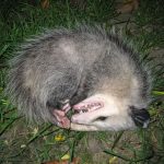 interesting_facts_about_opossum5