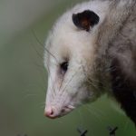 interesting_facts_about_opossum7