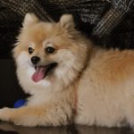interesting_facts_about_pomeranian_dogs1