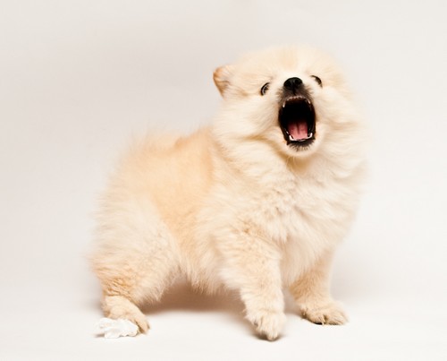 interesting_facts_about_pomeranian_dogs2