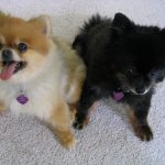 interesting_facts_about_pomeranian_dogs3