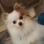 interesting_facts_about_pomeranian_dogs4