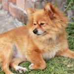 interesting_facts_about_pomeranian_dogs5
