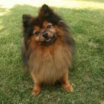 interesting_facts_about_pomeranian_dogs6