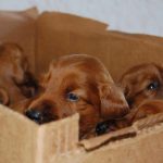interesting_facts_about_puppies1
