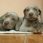 interesting_facts_about_puppies5