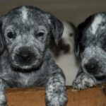 interesting_facts_about_puppies6