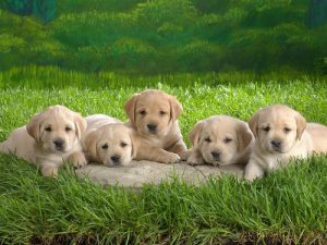 interesting_facts_about_puppies8