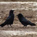 interesting_facts_about_ravens2