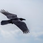 interesting_facts_about_ravens4