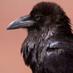 interesting_facts_about_ravens5