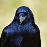 interesting_facts_about_ravens7