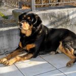 interesting_facts_about_rottweiler1